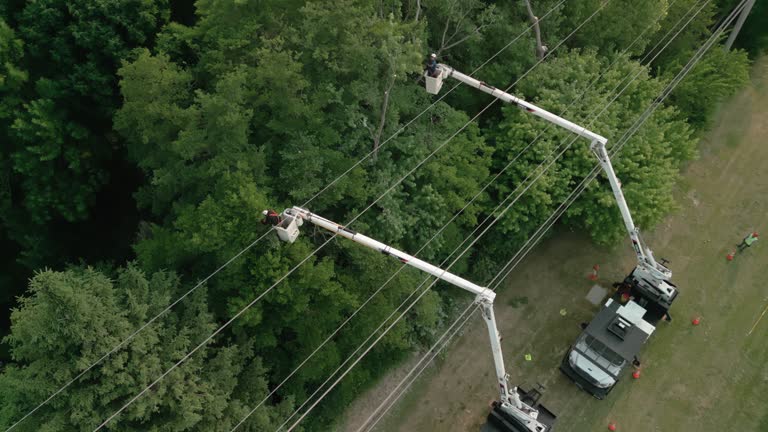 How Our Tree Care Process Works  in Delavan, WI