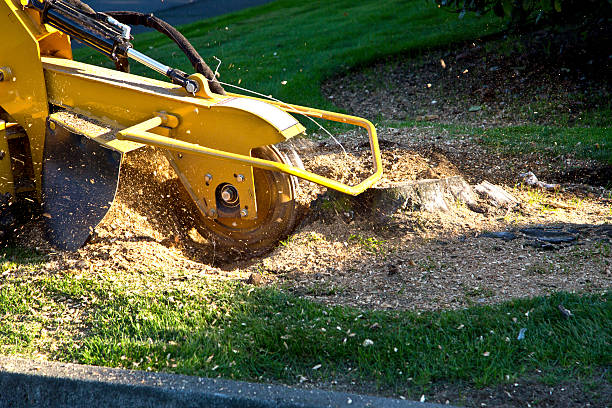 Reliable Delavan, WI Tree Services Solutions