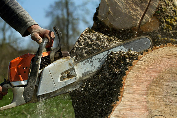 Lawn Grading and Leveling in Delavan, WI